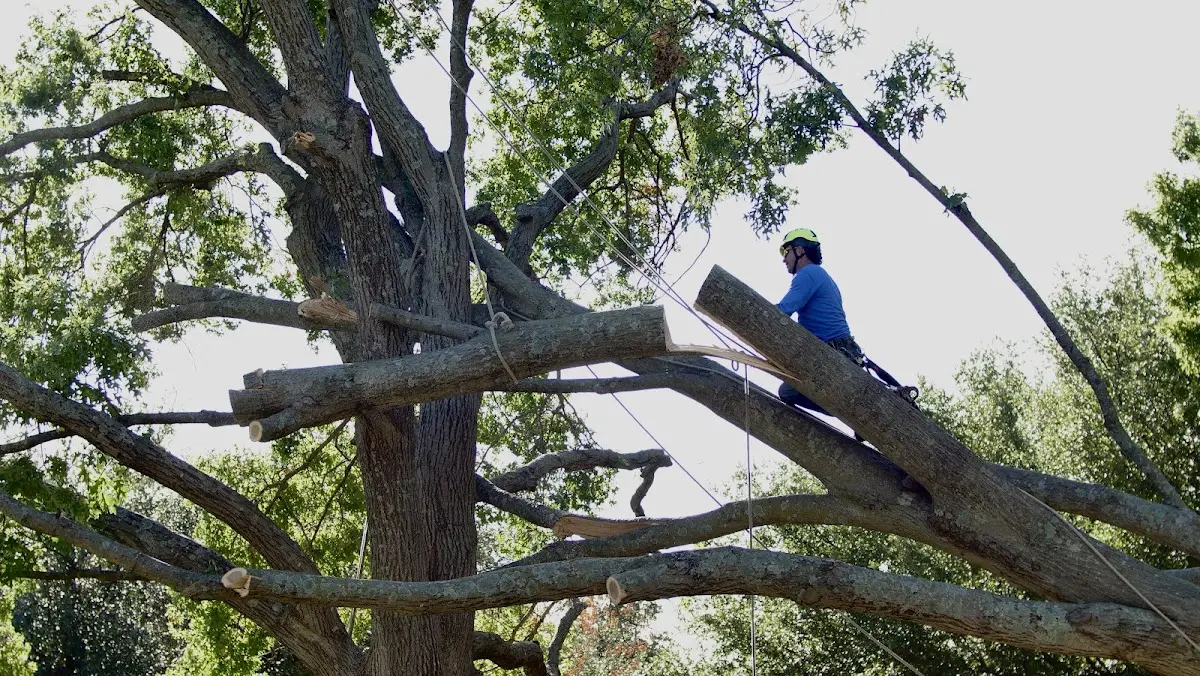 Professional Hazardous Tree Removal performed by certified arborists in Champlain